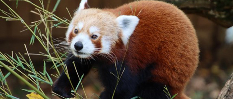 Conservation of Red Panda